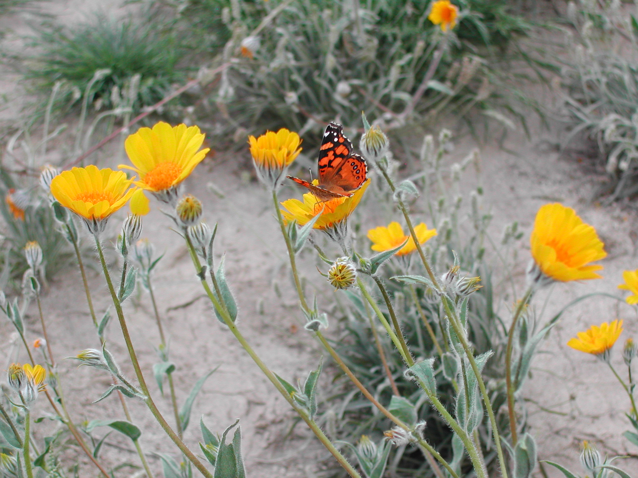 Borrego_Springslarge